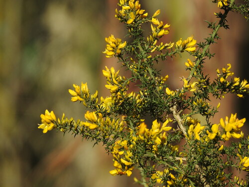 Ulex micranthus (Ulex micranthus)