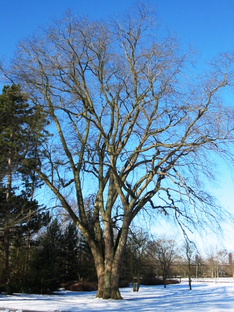 Wych elm: Ulmus glabra (alnarp sweden); Photo by Ronnie Nijboer