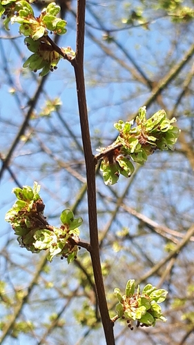 Wych elm (Ulmus glabra)
