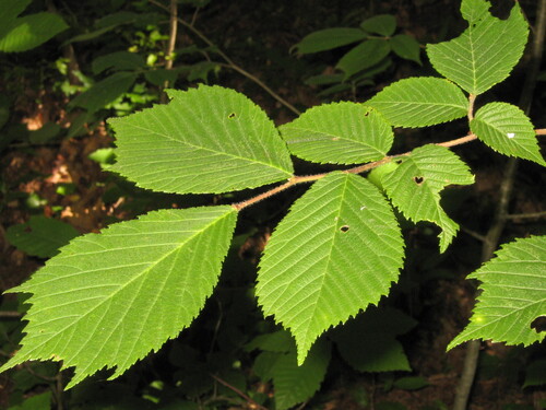 Wych elm (Ulmus glabra)