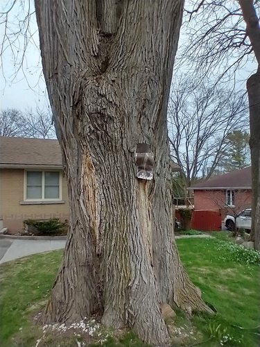 Wych elm (Ulmus glabra)