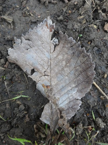 Wych elm (Ulmus glabra)