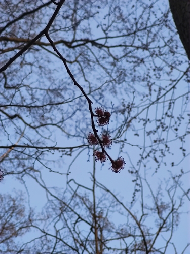 Wych elm (Ulmus glabra)