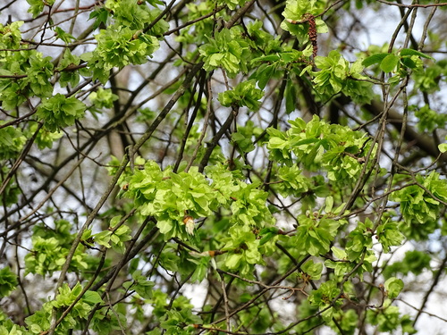 Wych elm (Ulmus glabra)