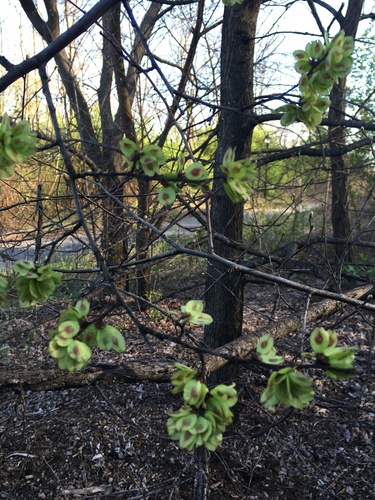 Wych elm (Ulmus glabra)