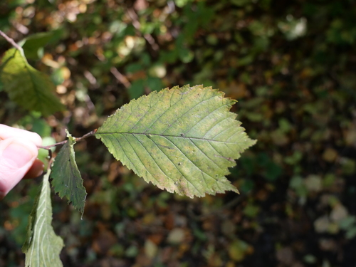 Wych elm (Ulmus glabra)
