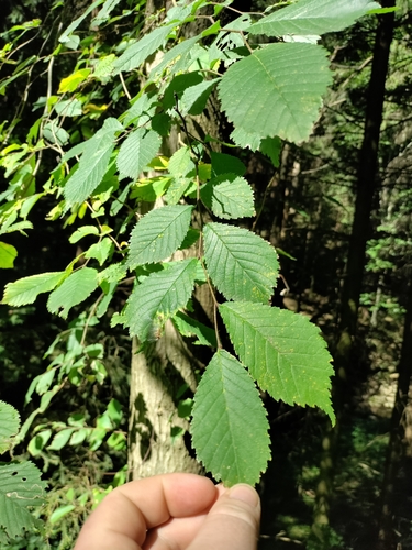 Wych elm (Ulmus glabra)