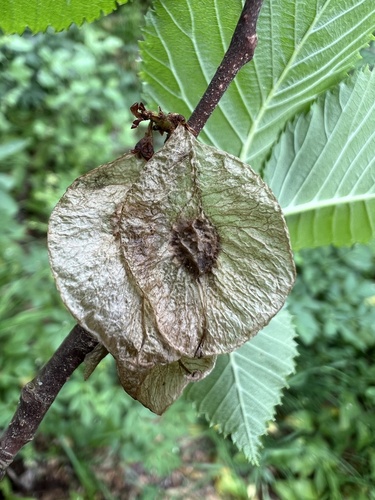 Wych elm (Ulmus glabra)