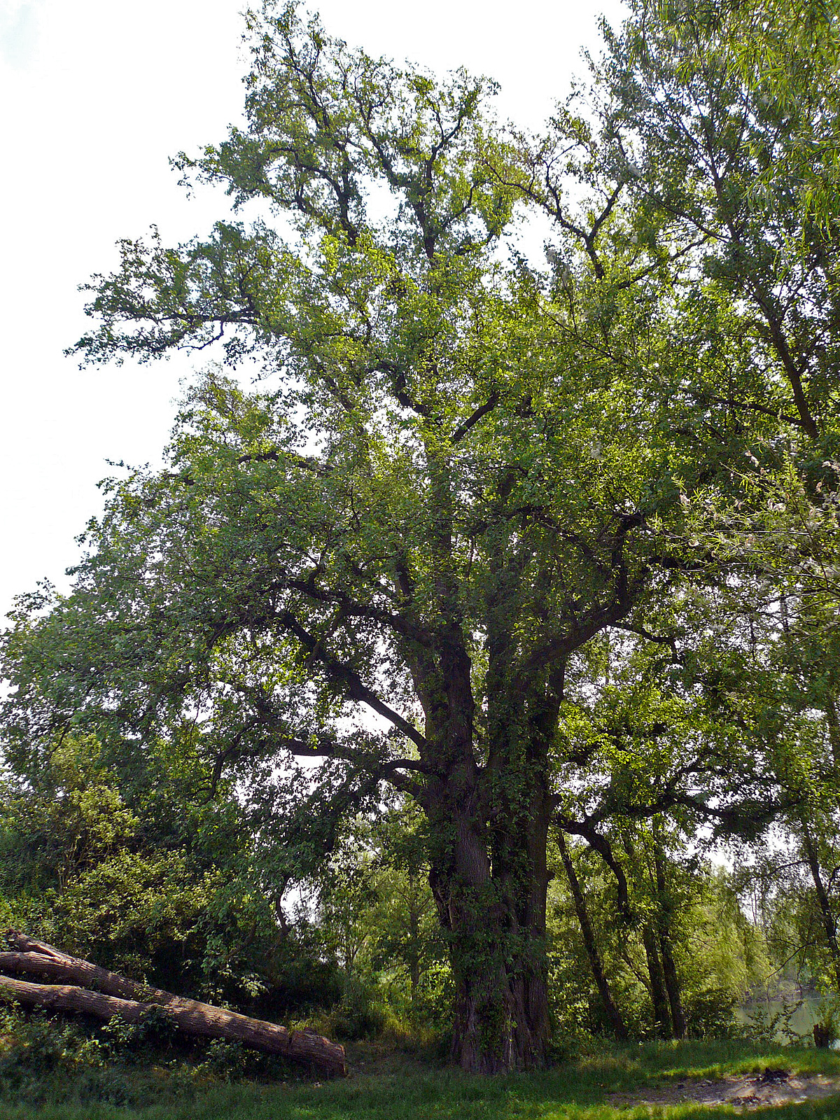 European white elm: Ulme Obertheres