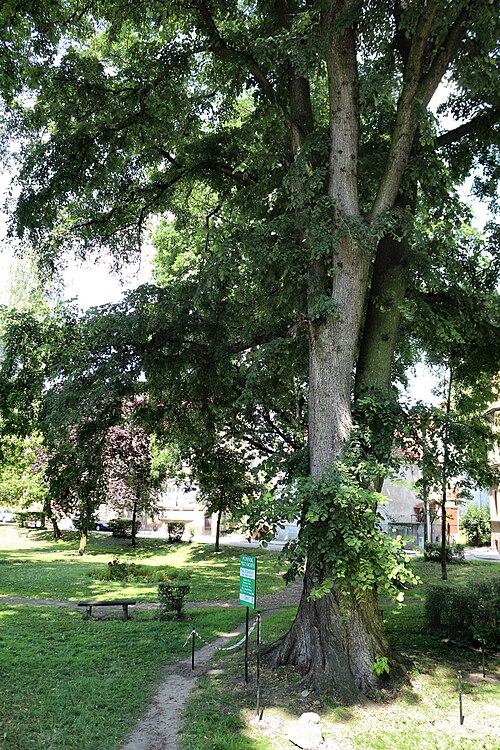 European white elm: This photograph shows a natural monument of Poland registered under number