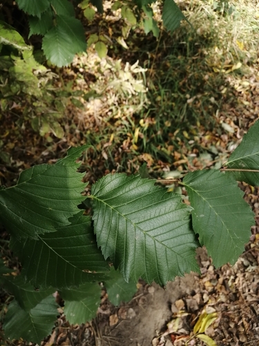European white elm (Ulmus laevis)