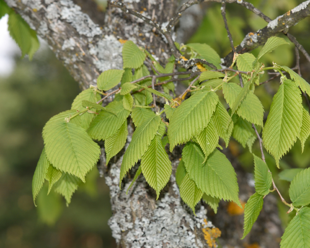European white elm (Ulmus laevis)