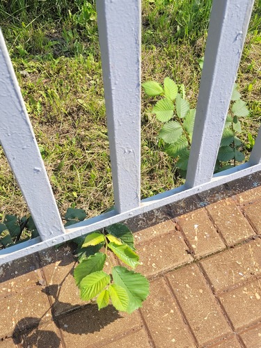 European white elm (Ulmus laevis)