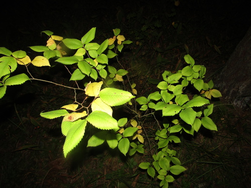 European white elm (Ulmus laevis)