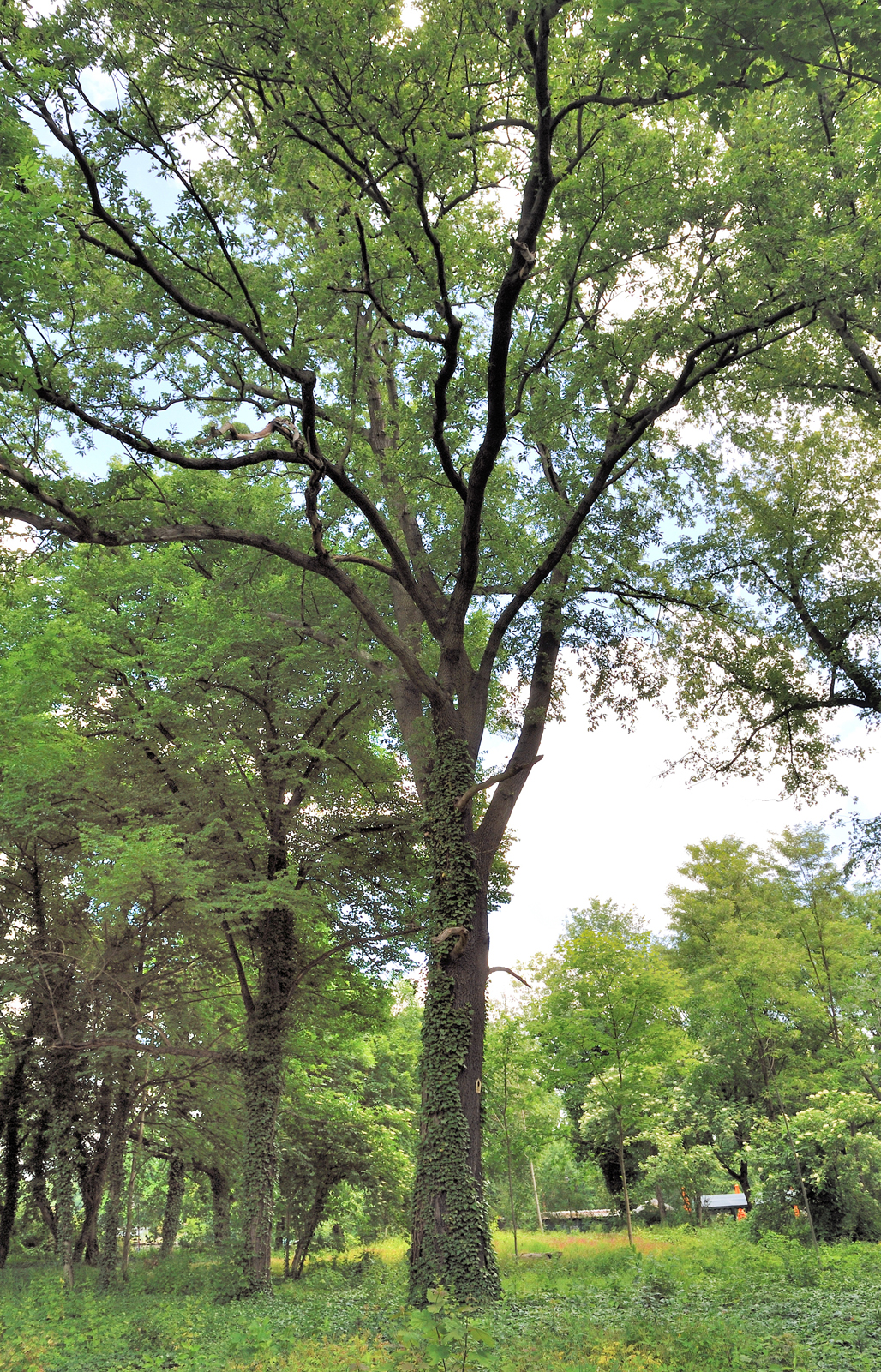 European white elm: Naturdenkmal 9-13/B Flatter-Ulme ( Ulmus laevis ), Alt-Treptow 12, Berlin