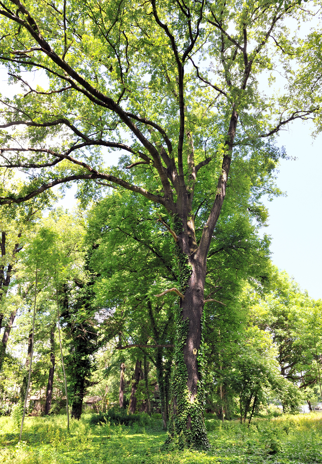 European white elm: Naturdenkmal 9-13/B Flatter-Ulme ( Ulmus laevis ), Alt-Treptow 12, Berlin