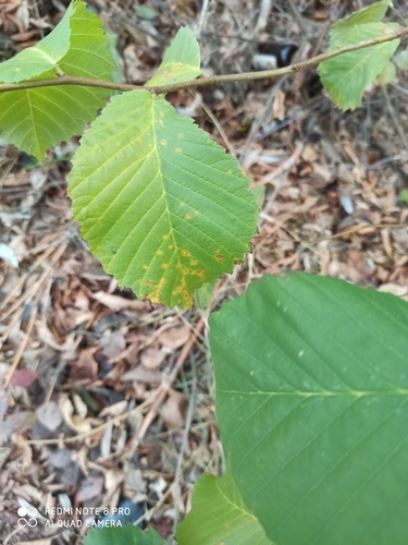 European white elm (Ulmus laevis)
