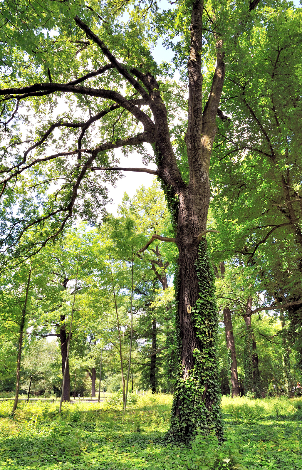 European white elm: Naturdenkmal 9-13/B Flatter-Ulme ( Ulmus laevis ), Alt-Treptow 12, Berlin