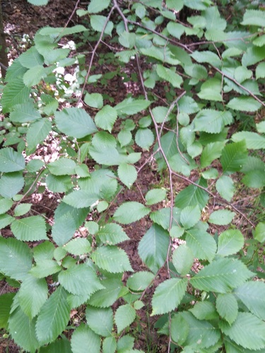 European white elm (Ulmus laevis)
