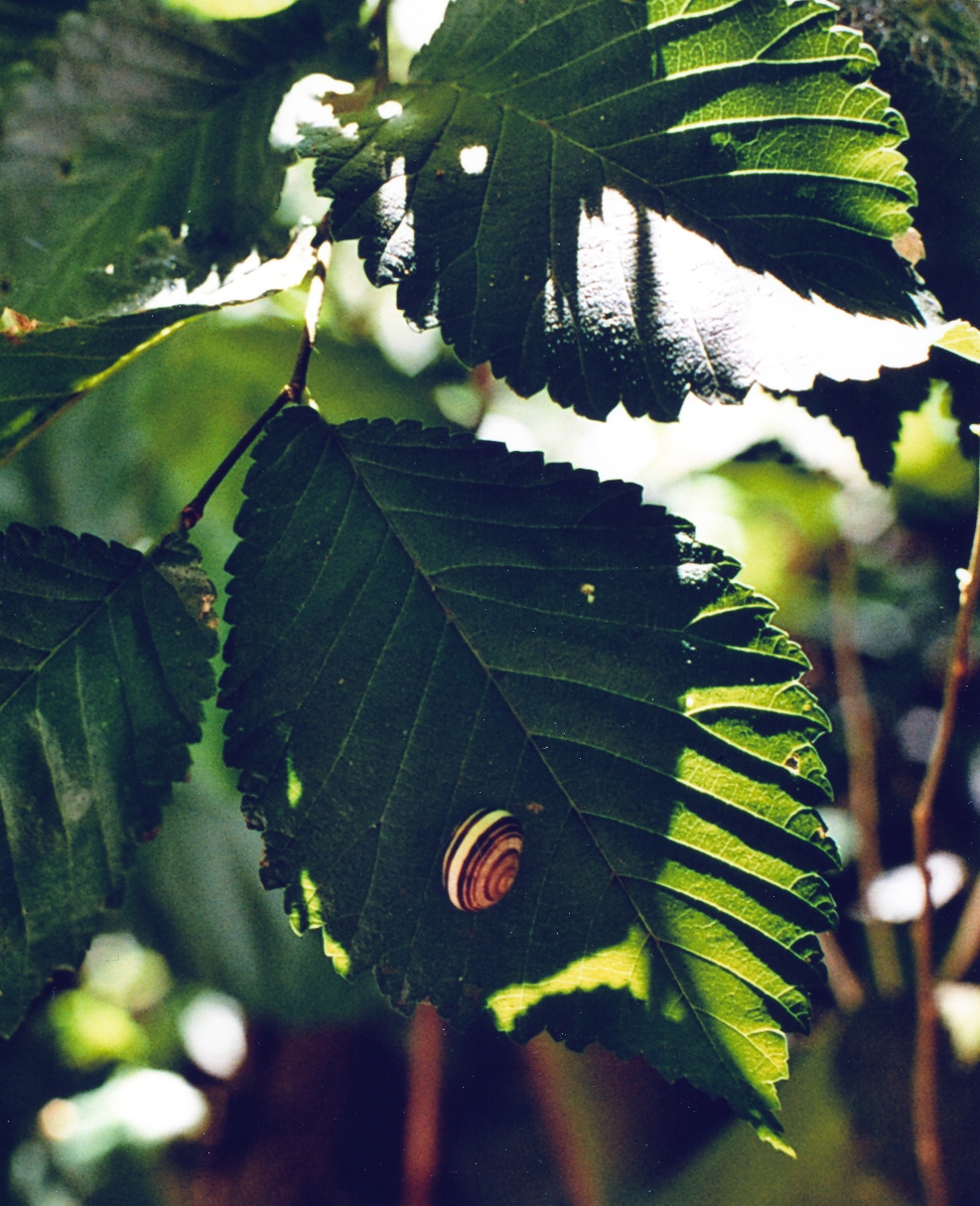 European white elm: Ulmus laevis