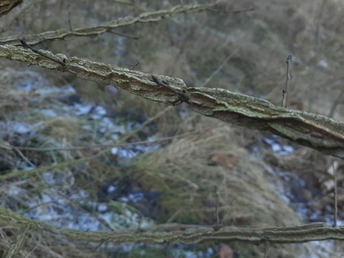Small-leaved elm (Ulmus minor)