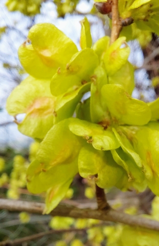 Small-leaved elm (Ulmus minor)