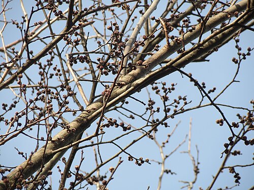 Small-leaved elm: Feldulme ( Ulmus minor ) bei Neulußheim