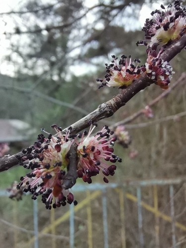 Small-leaved elm (Ulmus minor)