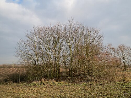 Small-leaved elm: Ulmenhain ( Ulmus minor ) bei Neulußheim