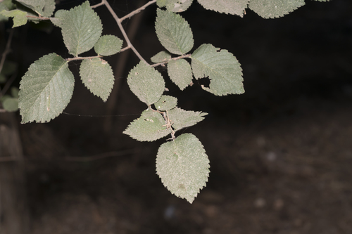 Small-leaved elm (Ulmus minor)