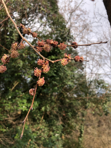 Small-leaved elm (Ulmus minor)