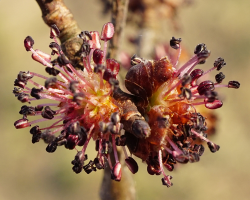 Small-leaved elm (Ulmus minor)