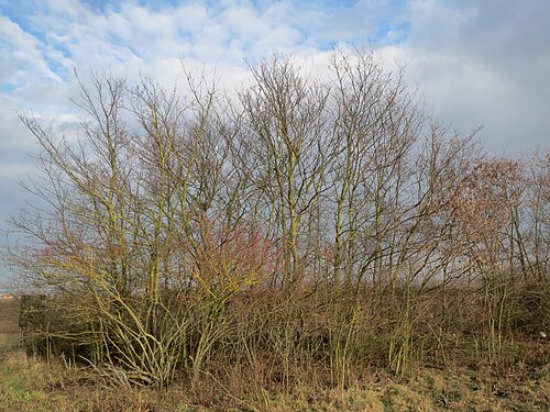 Small-leaved elm: Ulmenhain ( Ulmus minor ) bei Neulußheim