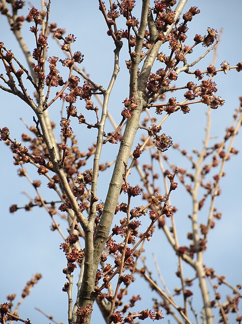 Small-leaved elm: Feldulme ( Ulmus minor ) bei Neulußheim