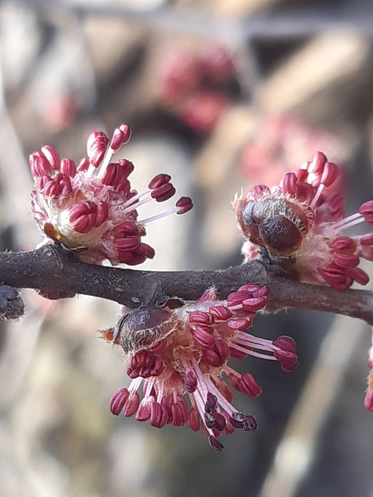 Small-leaved elm (Ulmus minor)