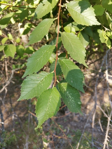 Small-leaved elm (Ulmus minor)