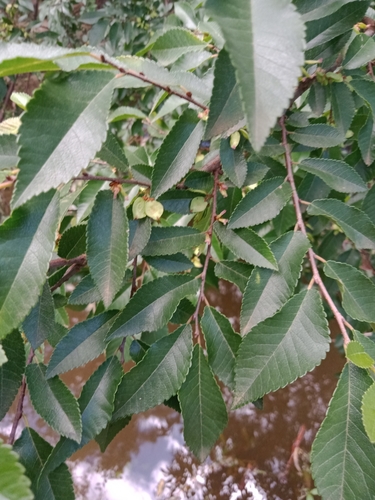 Chinese elm (Ulmus parvifolia)
