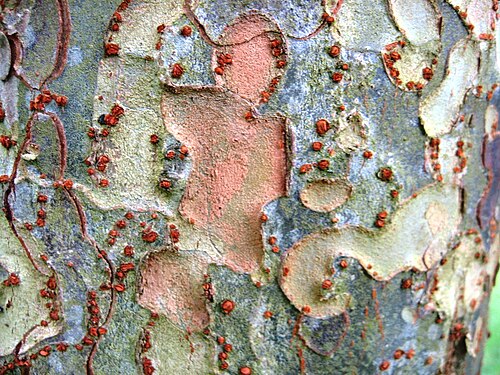 Chinese elm: Ulmus parvifolia bark; Photo by R. Nijboer