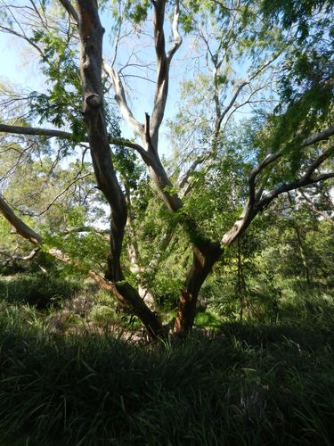 Chinese elm (Ulmus parvifolia)