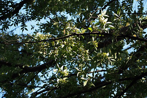 Chinese elm: アキニレ.