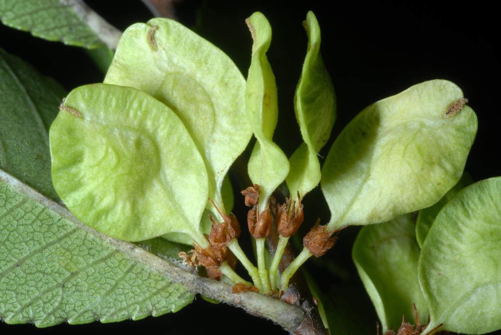 Chinese elm (Ulmus parvifolia)
