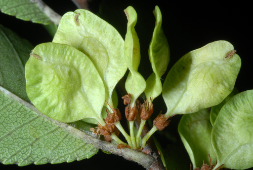 Chinese elm (Ulmus parvifolia)