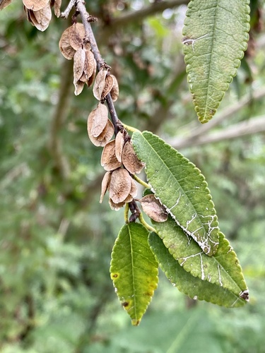 Chinese elm (Ulmus parvifolia)