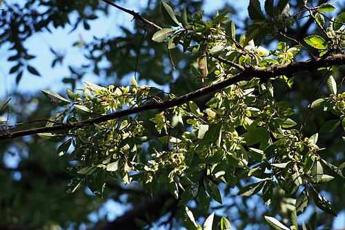 Chinese elm: アキニレ.