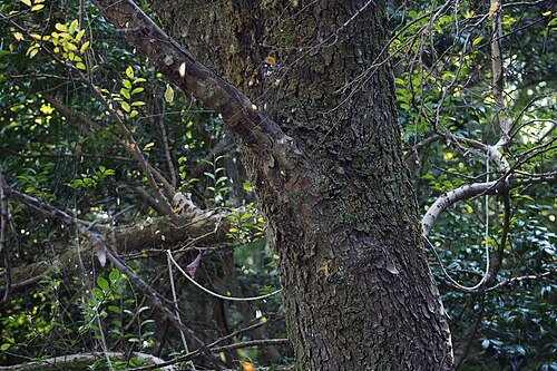 Chinese elm: アキニレ.