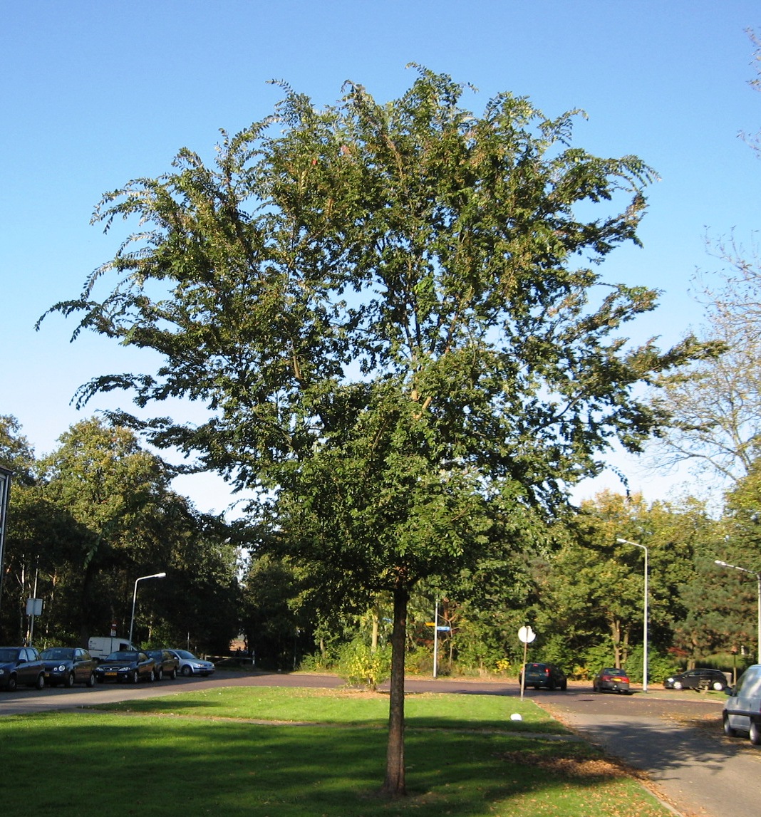 Chinese elm: Photo taken by Ronnie Nijboer