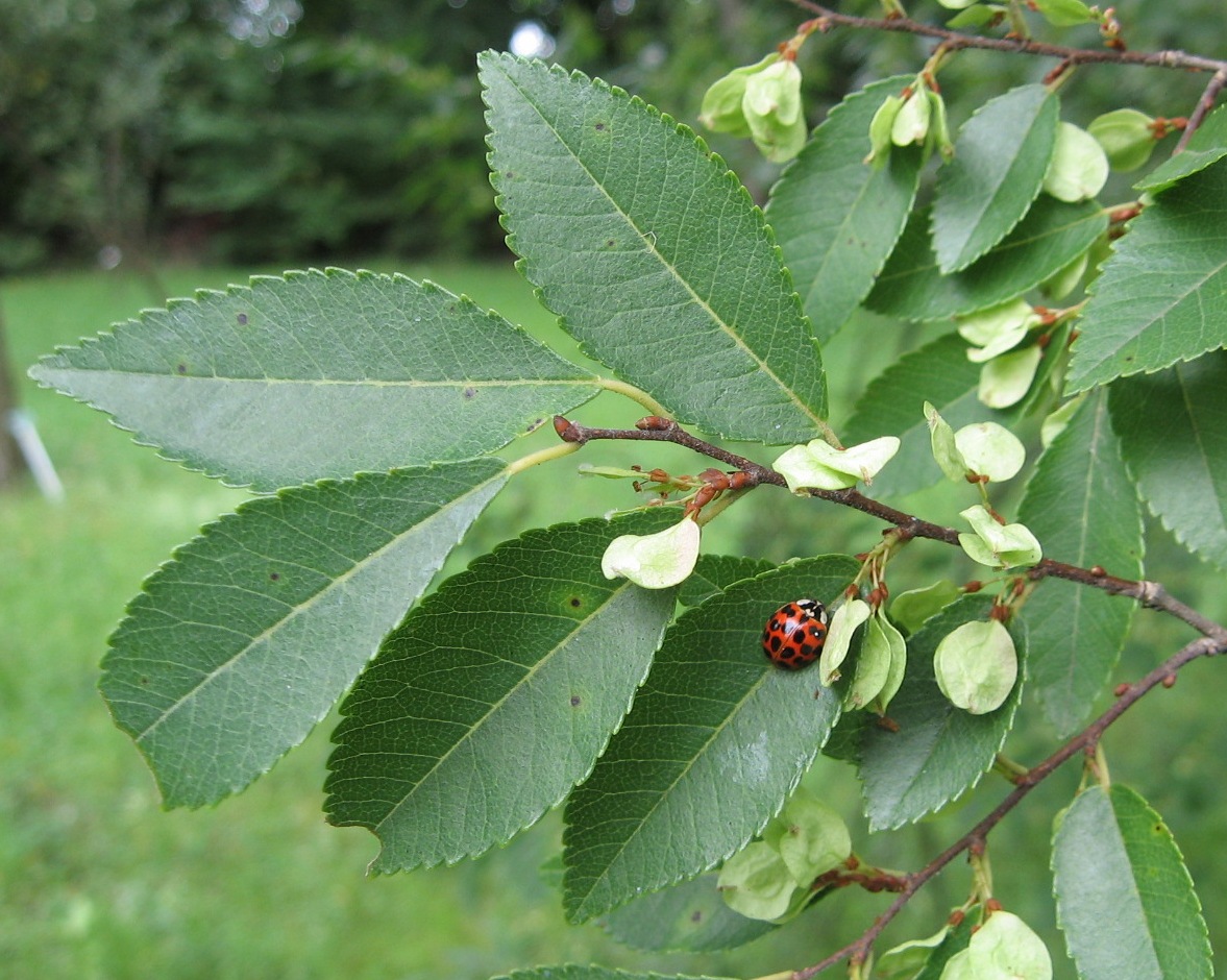 Chinese elm: Ulmus parvifolia leaves and seeds; Photo by R. Nijboer