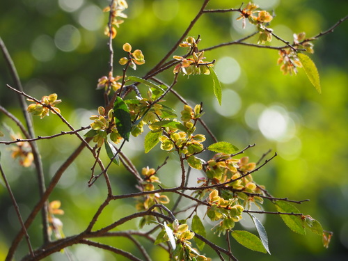Chinese elm (Ulmus parvifolia)