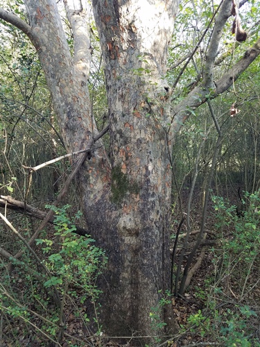 Chinese elm (Ulmus parvifolia)