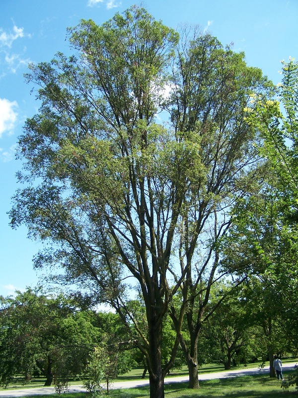 Siberian elm: Siberian Elm Ulmus pumila . Morton Arboretum accession 325-70-4.